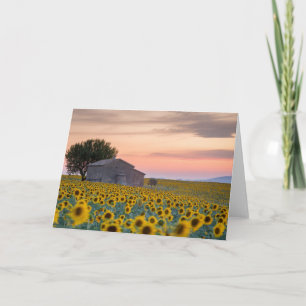 Blumen   Sunflower Field Provence, Frankreich Karte