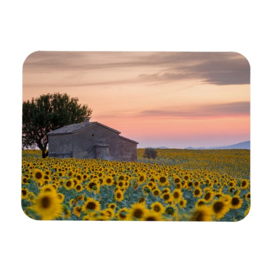 Blumen | Sunflower Field Provence, Frankreich Magnet (Horizontal)