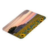 Blumen | Sunflower Field Provence, Frankreich Magnet (Linke Seite)