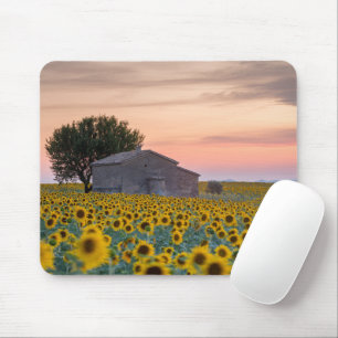 Blumen   Sunflower Field Provence, Frankreich Mousepad