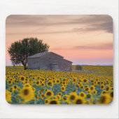 Blumen | Sunflower Field Provence, Frankreich Mousepad (Vorne)