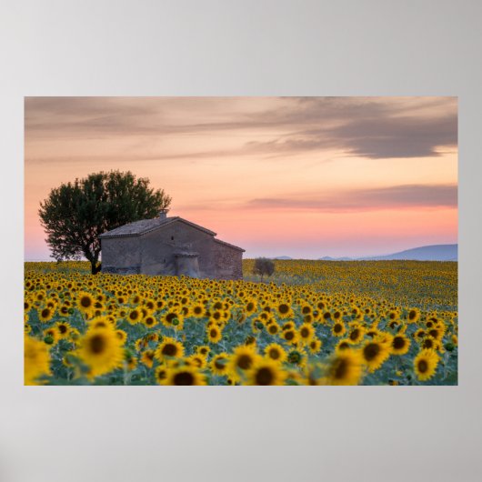 Blumen | Sunflower Field Provence, Frankreich Poster (Vorne)