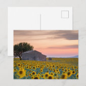 Blumen | Sunflower Field Provence, Frankreich Postkarte (Vorne/Hinten)