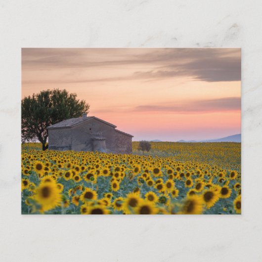 Blumen | Sunflower Field Provence, Frankreich Postkarte (Vorderseite)