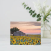 Blumen | Sunflower Field Provence, Frankreich Postkarte (Stehend Vorderseite)