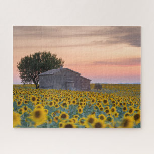 Blumen   Sunflower Field Provence, Frankreich Puzzle