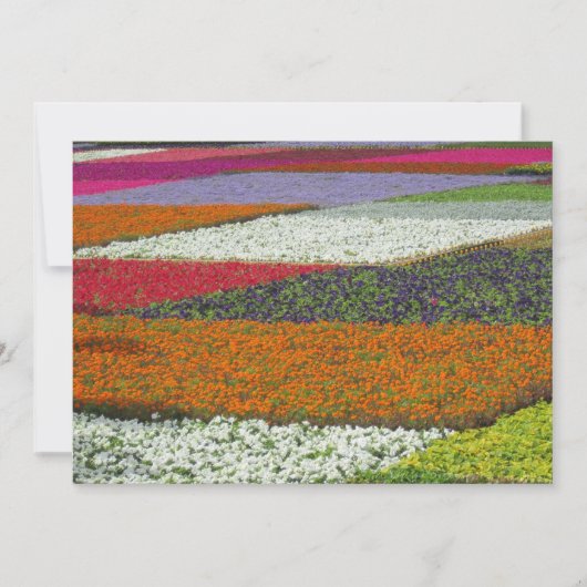 Blumen Teppich Feiertagskarte (Vorderseite)
