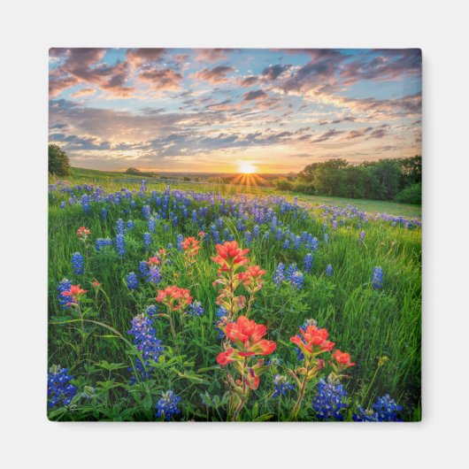 Blumen | Texas Bluebonnets & Indian Paintbrush Magnet (Vorne)