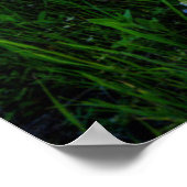 Blumen | Texas Bluebonnets & Indian Paintbrush Poster (Ecke)