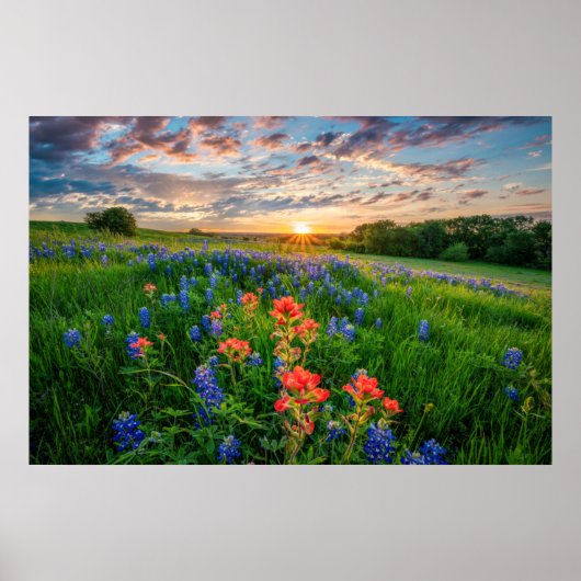 Blumen | Texas Bluebonnets & Indian Paintbrush Poster (Vorne)