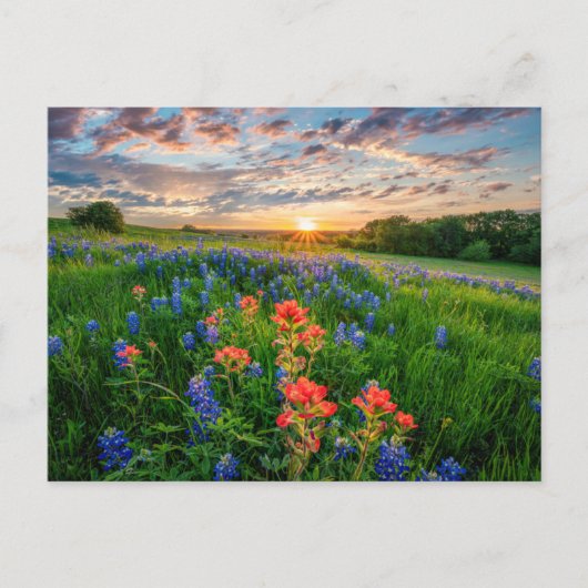Blumen | Texas Bluebonnets & Indian Paintbrush Postkarte (Vorderseite)