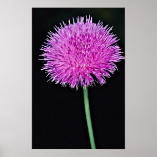 Blumen Texas-Distel (Cirsium texanum) Poster