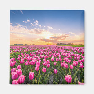 Blumen Tulips South Holland, Niederlande Magnet