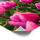 Blumen | Tulips South Holland, Niederlande Poster (Ecke)