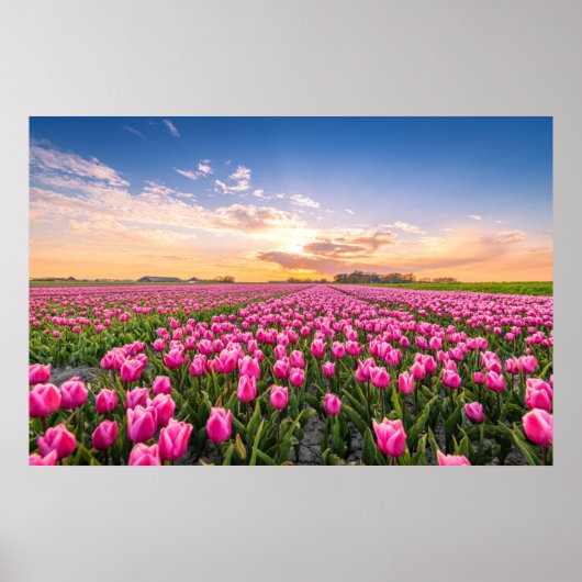 Blumen | Tulips South Holland, Niederlande Poster (Vorne)