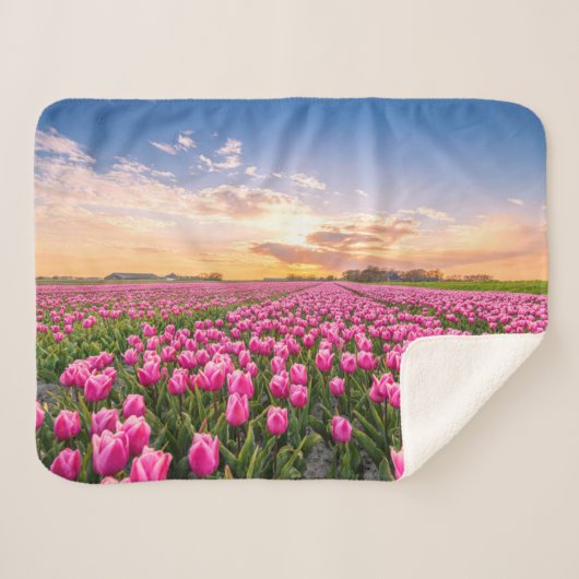 Blumen | Tulips South Holland, Niederlande Sherpadecke (Vorderseite (Horizontal))