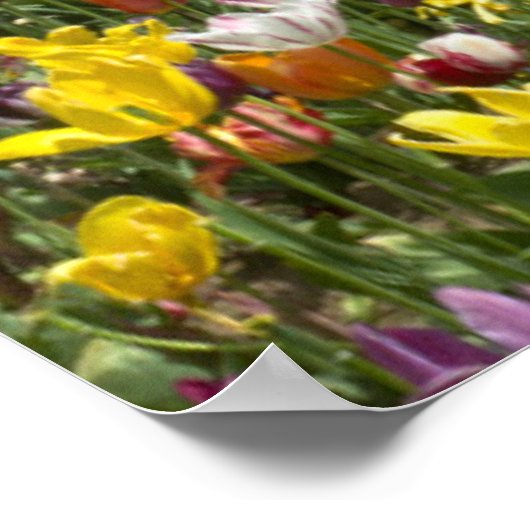 Blumen | Tulips Willamette Valley Oregon Poster (Ecke)