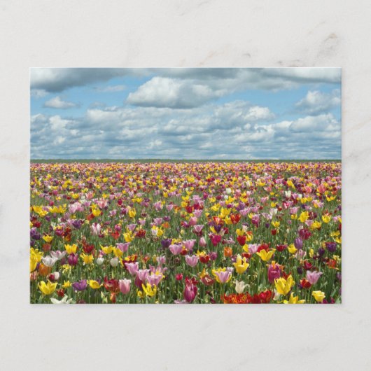 Blumen | Tulips Willamette Valley Oregon Postkarte (Vorderseite)