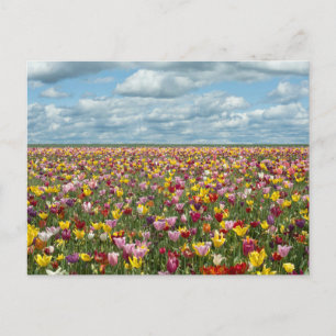 Blumen Tulips Willamette Valley Oregon Postkarte