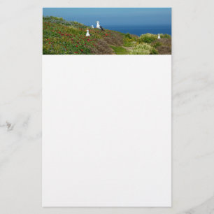 Blumen und Möwen auf Anacapa Island Briefpapier