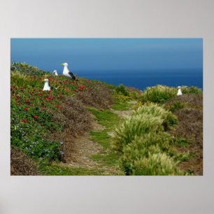 Blumen und Möwen auf Anacapa Island Poster