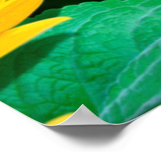 Blumen und Sonnenblumen Poster (Ecke)