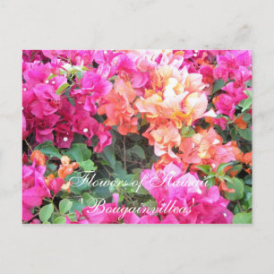 Blumen von Hawaii Postkarte