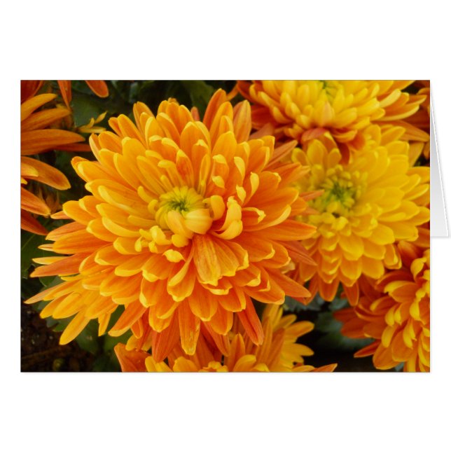 Blumen von Longwood Garten (Vorderseite (Horizontal))