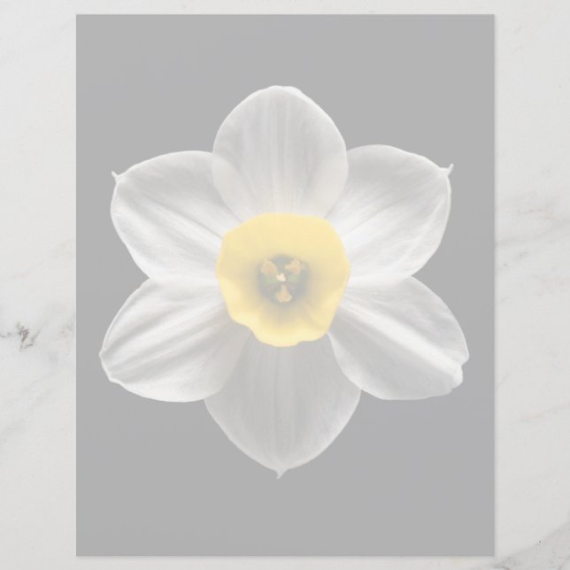 Blumen | Weiße affodische Blume (Vorderseite)