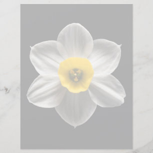 Blumen   Weiße affodische Blume
