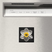Blumen | Weiße affodische Blume Magnet (In Situ (Geschirrspüler))