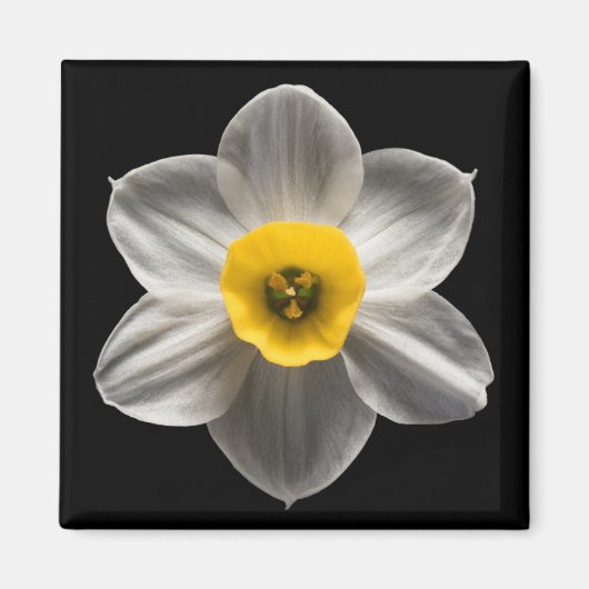 Blumen | Weiße affodische Blume Magnet (Vorne)
