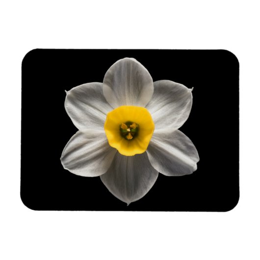 Blumen | Weiße affodische Blume Magnet (Horizontal)