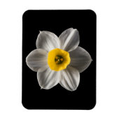 Blumen | Weiße affodische Blume Magnet (Vertikal)