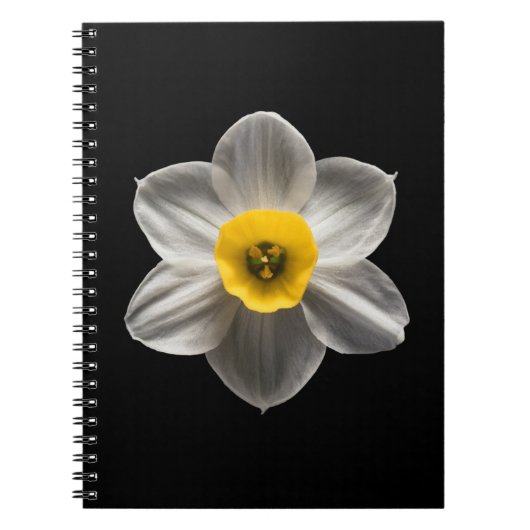 Blumen | Weiße affodische Blume Notizblock (Vorderseite)