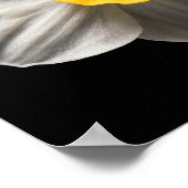 Blumen | Weiße affodische Blume Poster (Ecke)