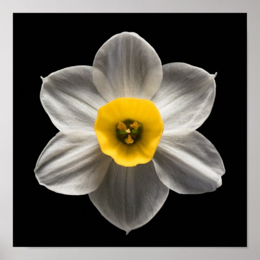 Blumen | Weiße affodische Blume Poster (Vorne)