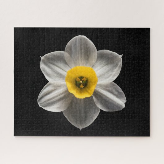 Blumen | Weiße affodische Blume Puzzle (Horizontal)