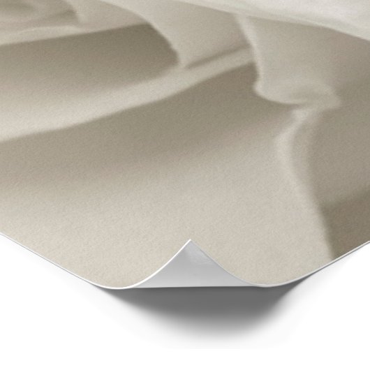 Blumen | Weiße Rosen Poster (Ecke)