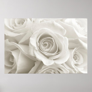 Blumen   Weiße Rosen Poster