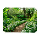 Blumen | Weiße Wildblumen im Wald Magnet (Horizontal)