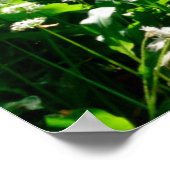 Blumen | Weiße Wildblumen im Wald Poster (Ecke)