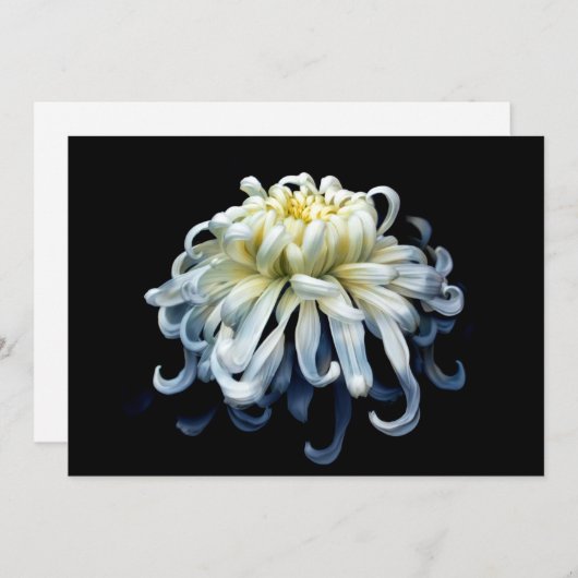 Blumen | Weißer Chrysanthemum Dankeskarte (Vorne/Hinten)