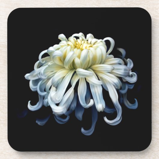 Blumen | Weißer Chrysanthemum Getränkeuntersetzer (Vorderseite)