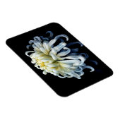 Blumen | Weißer Chrysanthemum Magnet (Rechte Seite)