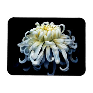Blumen Weißer Chrysanthemum Magnet