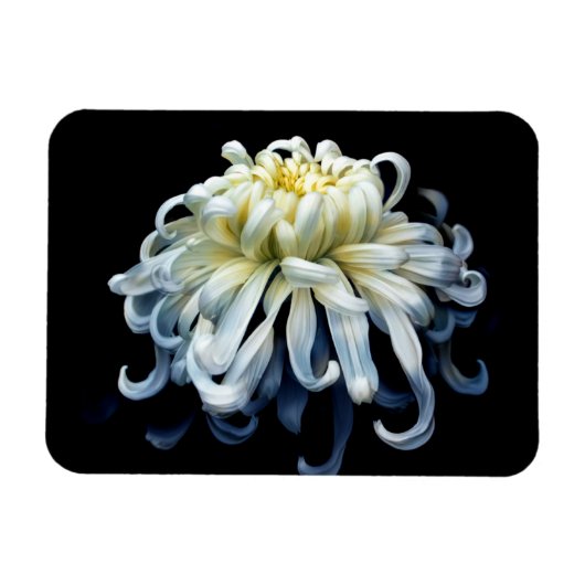 Blumen | Weißer Chrysanthemum Magnet (Horizontal)