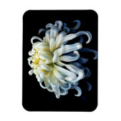Blumen | Weißer Chrysanthemum Magnet (Vertikal)