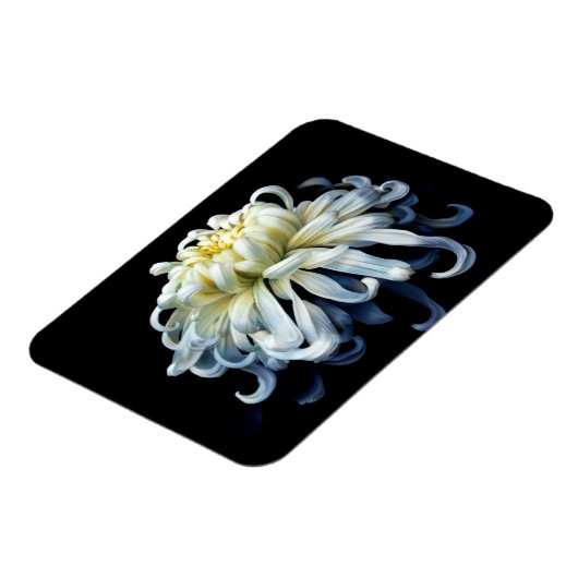 Blumen | Weißer Chrysanthemum Magnet (Linke Seite)