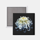Blumen | Weißer Chrysanthemum Magnet (Vorderseite/Rückseite)
